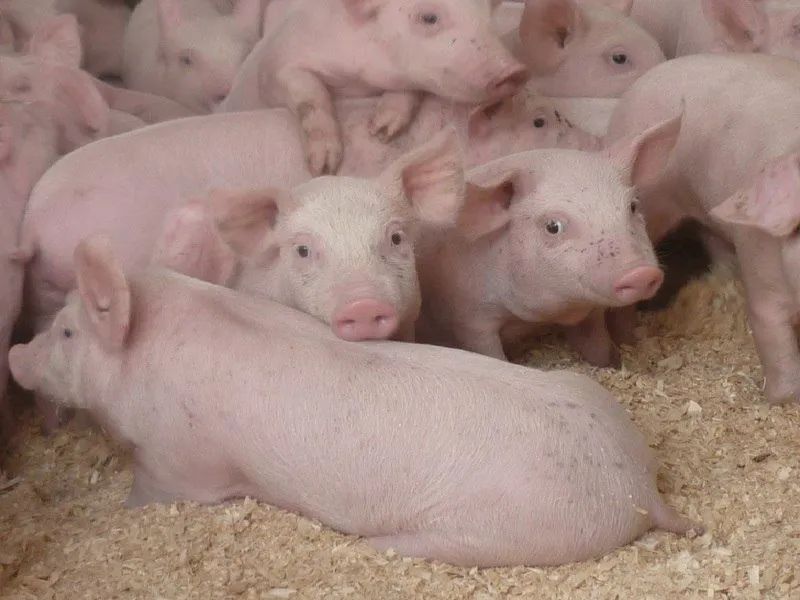 уникальной сальной породы свиньи в Первомайске