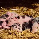 Вспышка африканской чумы свиней зарегистрирована в Архангельской области