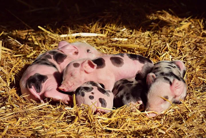 Вспышка африканской чумы свиней зарегистрирована в Архангельской области  