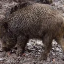 Африканскую чуму свиней обнаружили в граничащей с Вологодчиной области