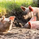 На территории Вельского района Архангельской области отменен карантин по африканской чуме свиней ﻿