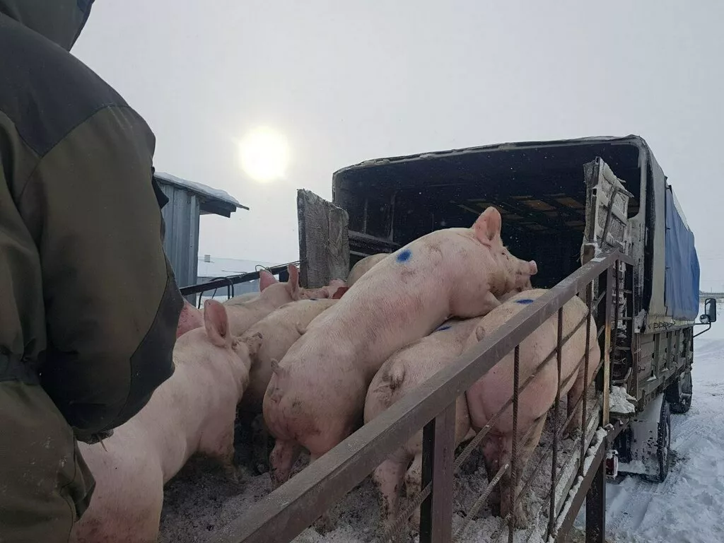 Фотография продукта Свиньи, свиноматки с комплекса (оптом)